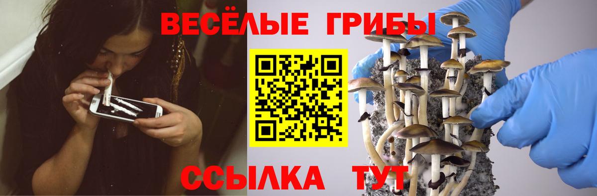 Удомля  Псилоцибиновые грибы ЛСД  Вход с VPN 